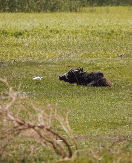 Unique Wildlife Experiences